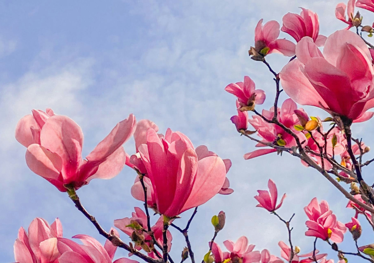 CSVCancerEvents_breastCancerSupport_featuredImage